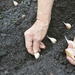 Planting winter garlic