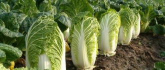 Planting Chinese cabbage: seeds, seedlings, stalks