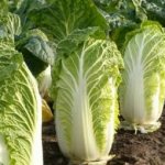 Planting Chinese cabbage: seeds, seedlings, stalks