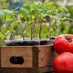 Planting tomatoes for seedlings in March 2022 according to the lunar calendar and by region