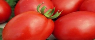 planting tomato