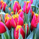 Planting tulips in autumn: when and how to plant in the Leningrad region