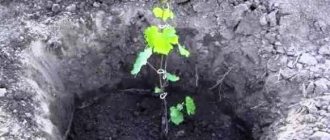 planting grape seedlings in autumn in Crimea