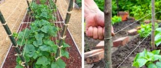 Step-by-step instructions for beginner gardeners: how to tie cucumbers correctly, the best ways