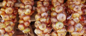 Step-by-step instructions: how to braid onions for storage