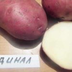 &#39;Late-ripening potato variety &#39;Cardinal&#39;