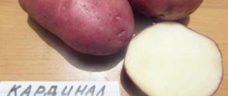 &#39;Late-ripening potato variety &#39;Cardinal&#39;