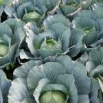 Late-ripening high-yielding cabbage hybrid Atria f1