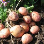 Late or early potato variety Zhukovsky
