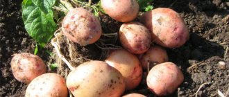 Late or early potato variety Zhukovsky