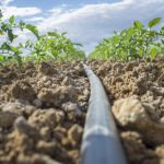 Rules for drip irrigation of tomatoes
