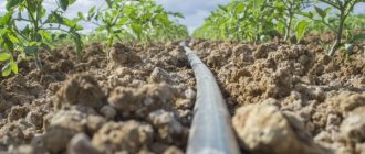 Rules for drip irrigation of tomatoes