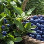Rules for pruning blueberries: when is it necessary, how to do it and why sometimes you need to prune “to zero”