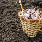 Rules for planting garlic