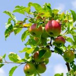 Правила посадки яблонь в Сибири
