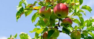 Rules for planting apple trees in Siberia
