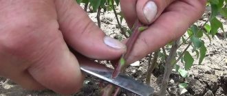 Rules for propagating cherry plum cuttings in summer and stages of growing a tree from a twig