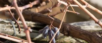 Правила укрытия винограда на зиму в Сибири