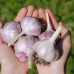 Rules for growing garlic