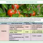 Rules for growing seedlings for planting tomatoes in a greenhouse