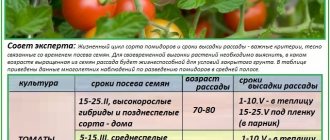 Правила выращивания рассады для посадки помидор в теплицу