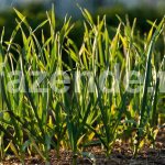 Proper planting of garlic in spring in open ground