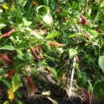 Proper cultivation of peppers and care in open ground
