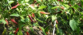 Proper cultivation of peppers and care in open ground