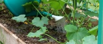 The correct watering and fertilizing regime are important conditions for growing cucumbers.