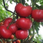 &#39;Advantages and secrets of growing mid-season, disease- and pest-resistant tomato &quot;Korneevsky&quot;&#39; width=&quot;800