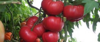 &#39;Advantages and secrets of growing mid-season, disease- and pest-resistant tomato &quot;Korneevsky&quot;&#39; width=&quot;800
