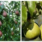 Benefits of dwarf pears