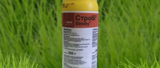 Strobi drug: instructions for effective use for grapes reviews