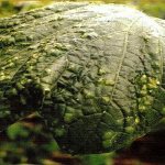 Causes and treatment of mosaic on cucumbers: we fight the disease effectively and prevent its occurrence