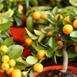 Причины, почему у мандарина опадают листья, и методы спасения растения