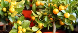 Reasons why tangerine leaves fall and methods of saving the plant