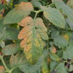Causes of leaf wilting in tomato seedlings