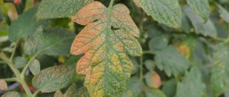 Causes of leaf wilting in tomato seedlings