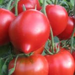 &#39;You will be attracted by its appearance and loved for its taste - the Jubilee Tarasenko tomato&#39; width=&quot;800