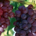 The adventures of Lydia: history and description of the most popular grape variety among the people
