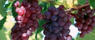 The adventures of Lydia: history and description of the most popular grape variety among the people