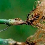 root rot