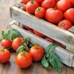Применение магния для томатов: признаки недостатка и лучшие способы его восполнить