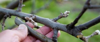 Plant an apple tree in spring