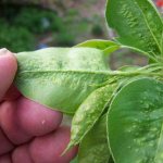 Signs of damage to pear leaves by gall mites