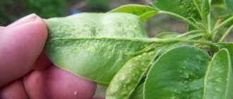 Signs of damage to pear leaves by gall mites