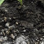 The problem of reducing soil fertility in a greenhouse