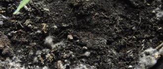 Проблема снижения плодородия почвенного покрова в теплице