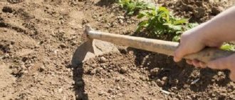 weeding potatoes