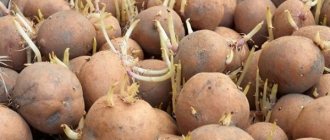 проращивать картофель